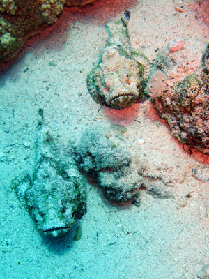 Red Sea_1 119.jpg