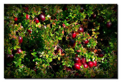 Cranberries on the Vine