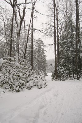 Snow through the Trees