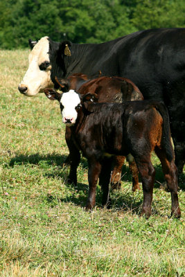 Mama Moo