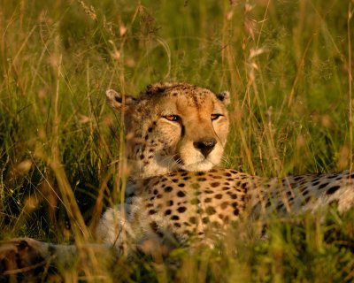 Cheetah1a.jpg