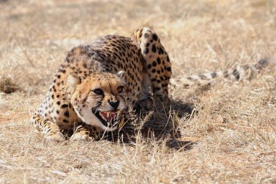 CheetahSnarl.jpg