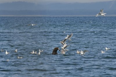 Sea Lion, Gulls, and a Salmon