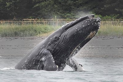 Humpback Near Juneau