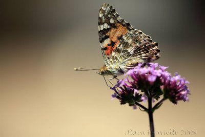 Painted lady