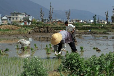 In the rice field