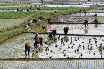 Hard work in the rice fields