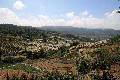 Rice fields in terrace at Yuanyang
