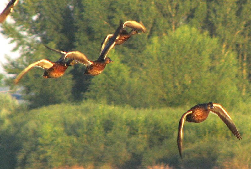 vol de canards sur la Loire