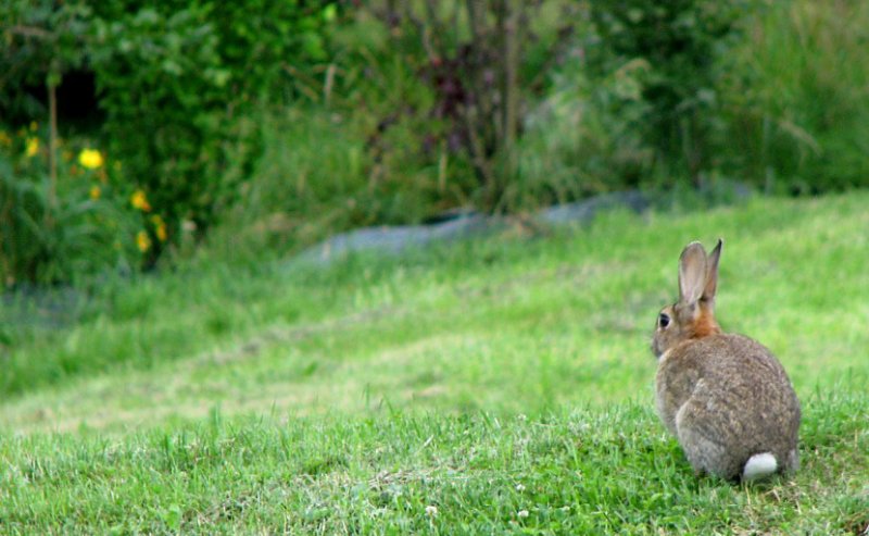 lapin sauvage chez ma soeur