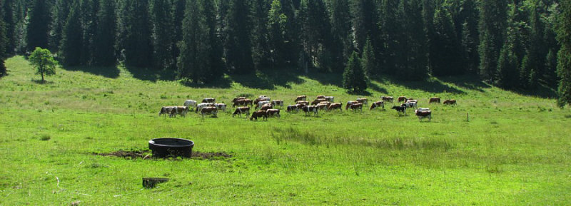 Les vaches du Jura