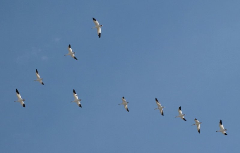 vol d'oies blanches