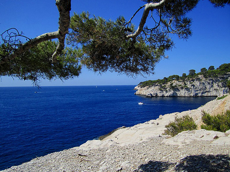 les pins des calanques