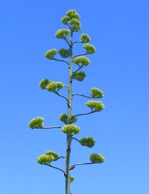 agave