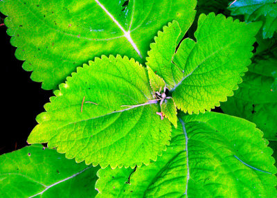 la plante verte trs verte