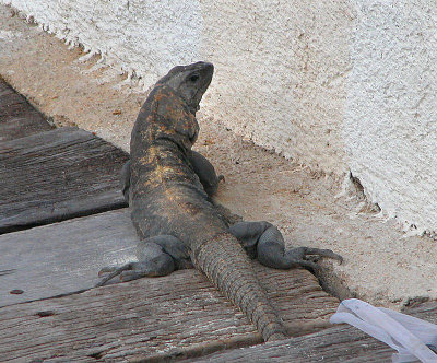 iguane en folie