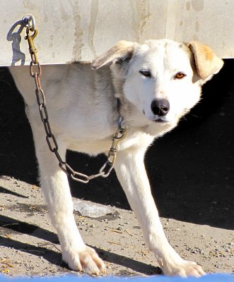 chien blanc  loeil orange