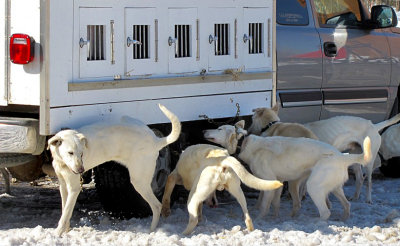 les chiens blancs