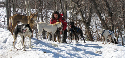 musher entour de ses chiens