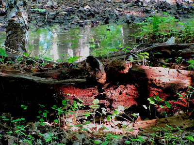 bois rouge au marais