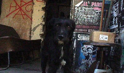 chien dans le squat de prague