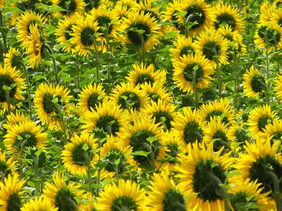 tournesols boudeurs