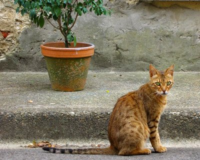 la pose du chat