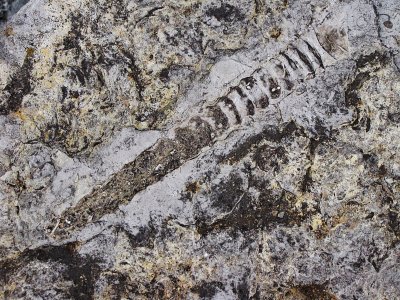 fossile de blmnite au lac St-jean