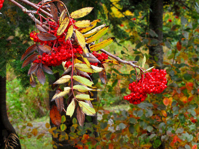 couleurs et fruits dautomne