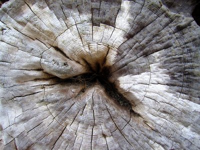 tronc blanc