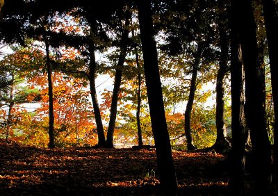 sous-bois dautomne