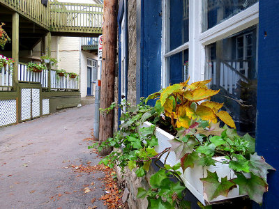 boite  fleurs en automne