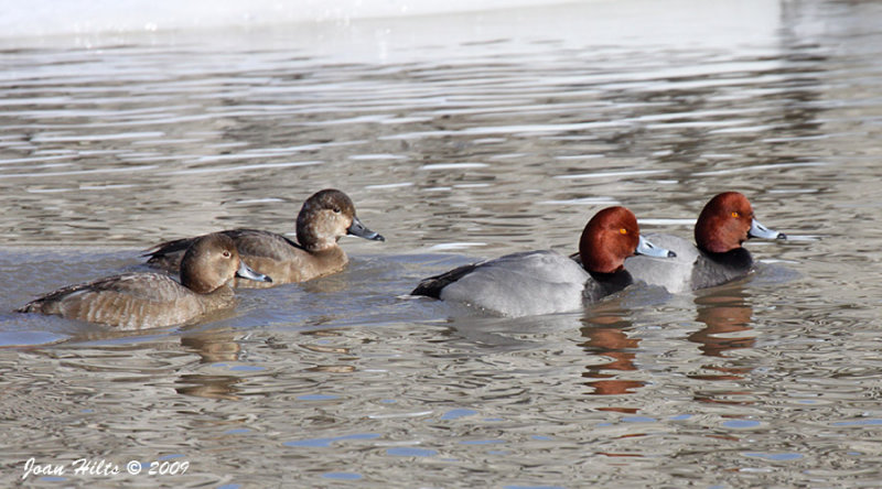 Redhead 11