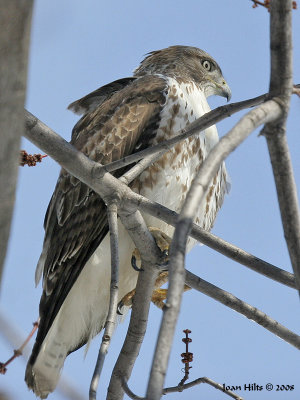 Red-tailed Hawk 15