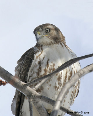 Red-tailed Hawk 16