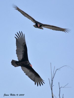 Turkey Vulture 08