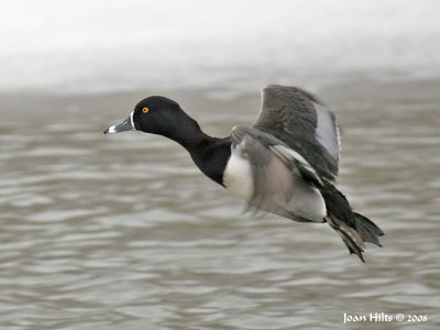 Ring-necked 05