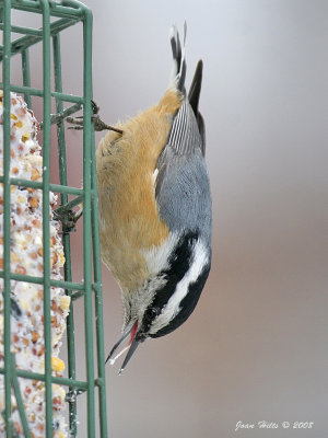 Red-breasted 05