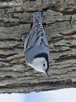 White-breasted 07