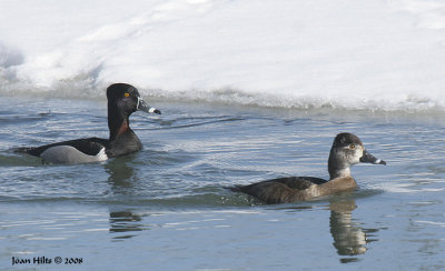 Ring-necked 06