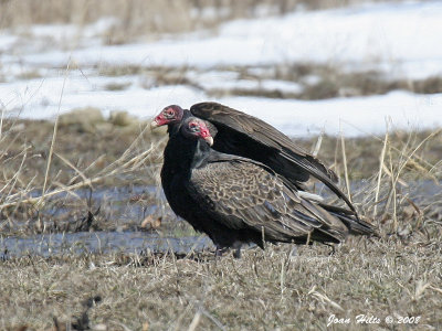 Turkey Vulture 09