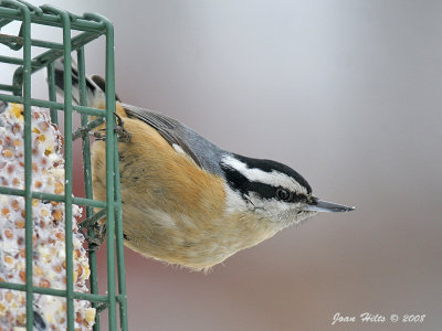 Red-breasted 06