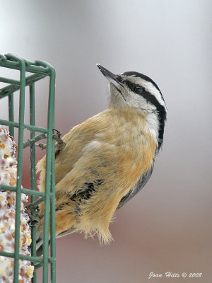 Red-breasted 07