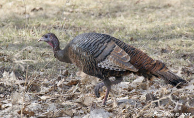 Wild Turkey 07