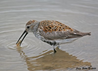 Dunlin 04