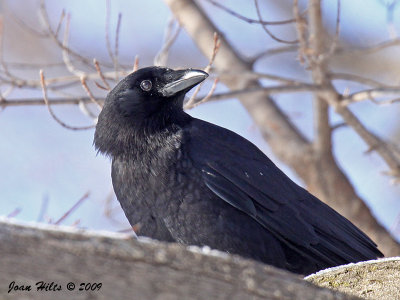 American Crow 06