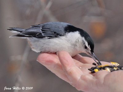 White-breasted 08