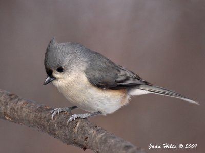 Tufted Titmouse 12