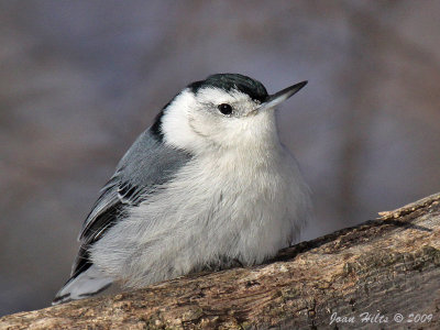 White-breasted 09