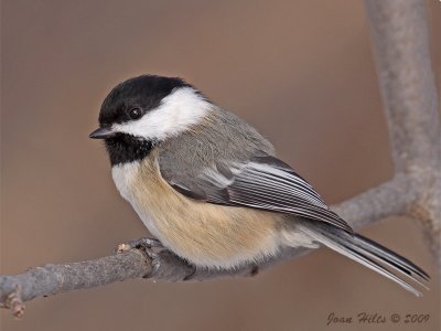 Black-capped Chickadee 17
